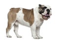 English bulldog, 3 years old, standing Royalty Free Stock Photo