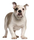 English bulldog, 4 months old, standing Royalty Free Stock Photo