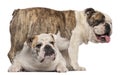 English Bulldog, 4 years old Royalty Free Stock Photo