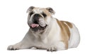 English Bulldog, 4 years old, lying Royalty Free Stock Photo