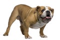 English Bulldog, 4 years old, standing Royalty Free Stock Photo