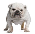 English Bulldog, 5 years old, standing Royalty Free Stock Photo