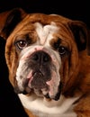 English bulldog