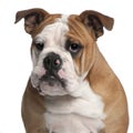 English bulldog, 6 months old Royalty Free Stock Photo