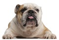 English Bulldog, 6 years old, lying Royalty Free Stock Photo