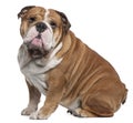 English Bulldog, 6 years old, sitting Royalty Free Stock Photo