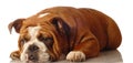 English bulldog Royalty Free Stock Photo