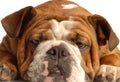 English bulldog Royalty Free Stock Photo