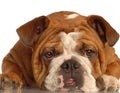 English bulldog Royalty Free Stock Photo