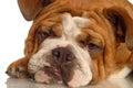 English bulldog Royalty Free Stock Photo