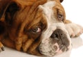 English bulldog Royalty Free Stock Photo