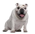 English Bulldog, 7 years old, sitting Royalty Free Stock Photo