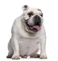 English Bulldog, 7 years old, sitting Royalty Free Stock Photo