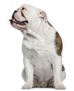 English Bulldog, 8 months old, sitting Royalty Free Stock Photo