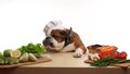 English Bulldog as a chef and healthyeating. The English Bulldog cooks healthy food and eats only fresh vegetables. The