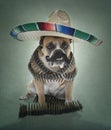 English Bulldog Bandito Portrait large sombrero Royalty Free Stock Photo