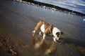 English Bulldog on the Beach