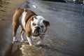 English Bulldog on the Beach