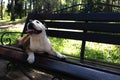 English bulldog on the bench Royalty Free Stock Photo