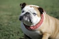 English Bulldog with big underbite Royalty Free Stock Photo