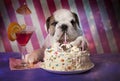 English Bulldog with birthday cake Royalty Free Stock Photo