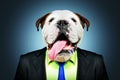 English bulldog in a business suit Royalty Free Stock Photo