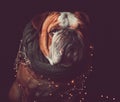 English bulldog with Christmas lights Royalty Free Stock Photo