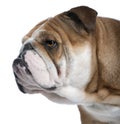 English Bulldog close-up, 18 months old, Royalty Free Stock Photo