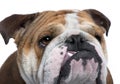 English Bulldog close-up, 18 months old, Royalty Free Stock Photo