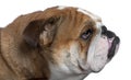 English Bulldog close-up, 18 months old, Royalty Free Stock Photo