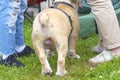 English Bulldog Close-up Royalty Free Stock Photo