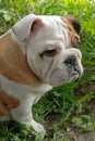 English bulldog. Cute puppy sitting in the grass. A purebred dog. Pets Royalty Free Stock Photo