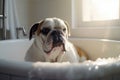 English Bulldog dog being washed in bath tube.