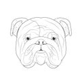 English Bulldog Dog Easy Coloring Cartoon Vector Illustration. Isolated On White Background