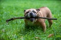 English Bulldog Dog Playing On The Grass. Branch Of Tree In Mouth