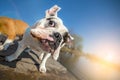 English bulldog dog shaking off water Royalty Free Stock Photo