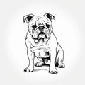 Minimalist Bulldog Sketch Art On White Background