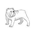 English Bulldog. Dog On A White Background