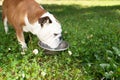 English bulldog drinks water from a bowl Royalty Free Stock Photo