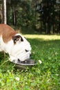 English bulldog drinks water from a bowl Royalty Free Stock Photo