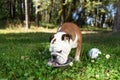 English bulldog drinks water in nature Royalty Free Stock Photo