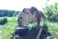 English bulldog drinks water in nature Royalty Free Stock Photo