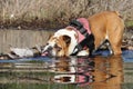 Bulldog dog in the water Royalty Free Stock Photo