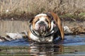 Bulldog dog in the water Royalty Free Stock Photo