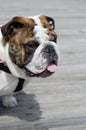 English bulldog face side view closeup