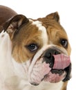 English Bulldog, Female Licking its Noise, against White Background