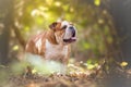 English Bulldog in the forest Royalty Free Stock Photo