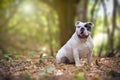 English bulldog in the forest Royalty Free Stock Photo