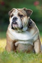 English Bulldog Royalty Free Stock Photo