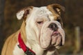 English bulldog head Royalty Free Stock Photo